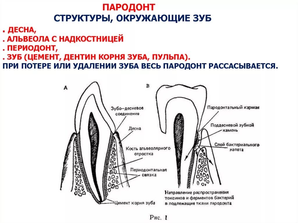 Периодонт строение анатомия гистология. Строение периодонта гистология. Строение пульпы зуба и периодонта. Ткани зуба периодонт строение. Альвеолярная десна