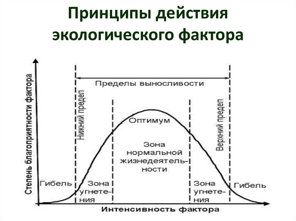 Экологический фактор организации. Действие экологического фактора на живой организм схема. Схема воздействия экологических факторов на организм. Схема влияния экологических факторов. Взаимодействие экологических факторов ограничивающий фактор.