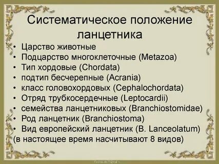 Бесчерепные биология 7
