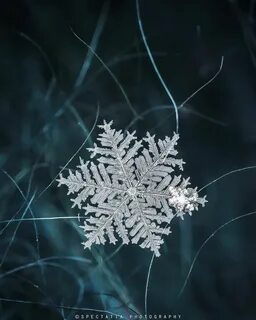 Жизнь снежинок