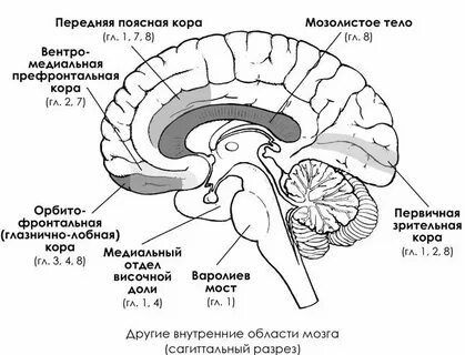 Фронтальная область