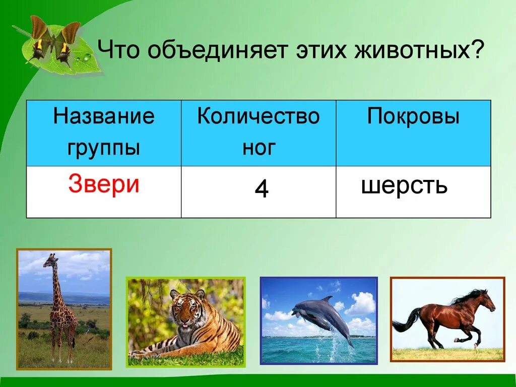 Группы животных существуют. Названия групп животных. Виды зверей. Что объединяет этих животных. Животные 2 класс окружающий мир.