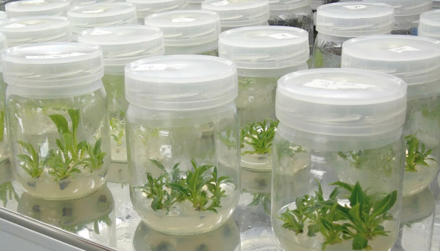 Микроклональное размножение винограда. Ин Виво и ин Витро. In vitro растения. Клетки in vitro.