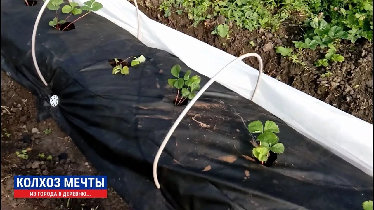 Грядки под укрывным материалом. Как крепить спанбонд к земле. Какой стороной стелить спанбонд черный на клубнику. Мульчирование агроспаном. Агроволокно для клубники.