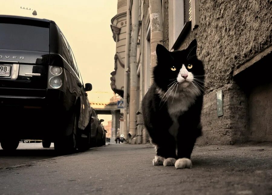 каждая собака знает мою походку. каждая собака знает мою походку. девушка идет навстречу. есенин озорной гуляка. московский озорной гуляка.