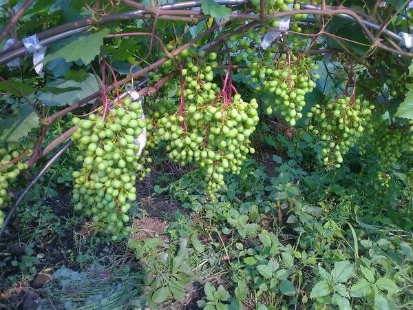 Сорт винограда загадка шарова фото Контент Внук Мичурина Страница 92