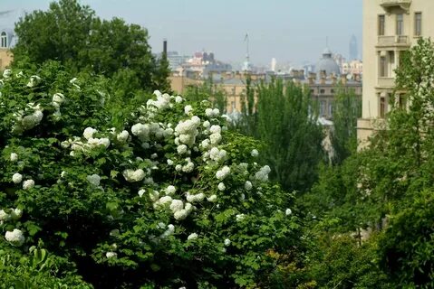 Калина бульденеж после цветения