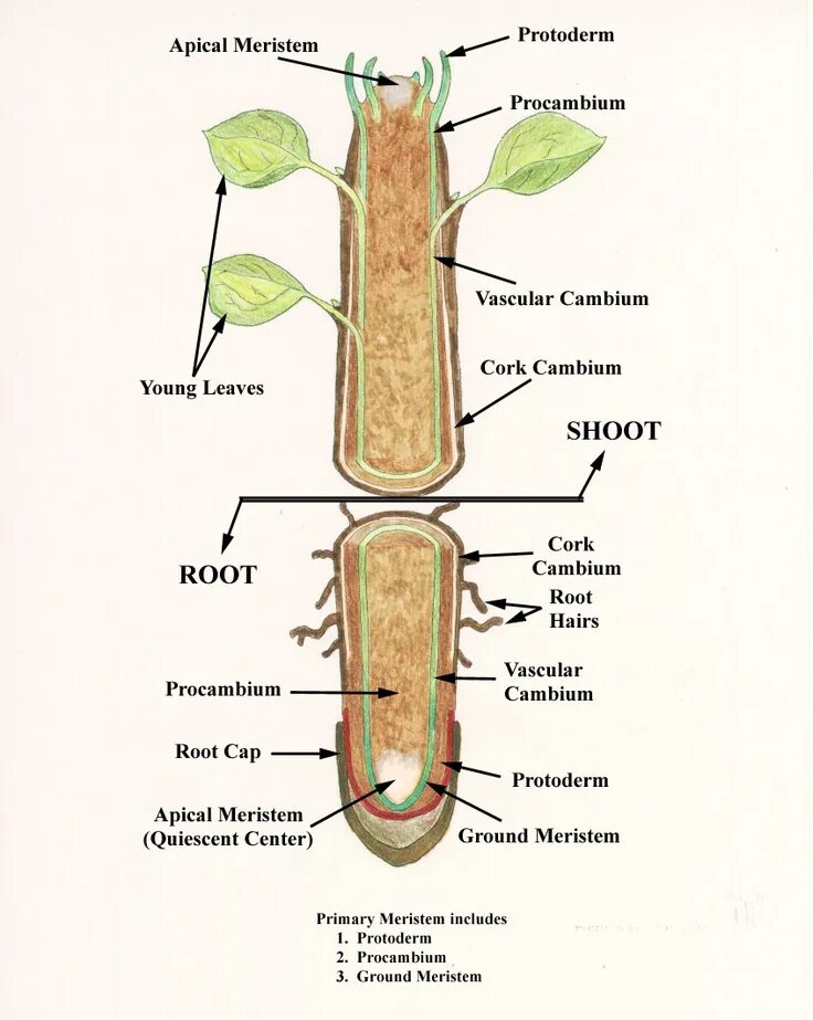 Internal root. Internal structure of the root. internal structure of the leaf. меристема растений это. stem root and leaf structure.