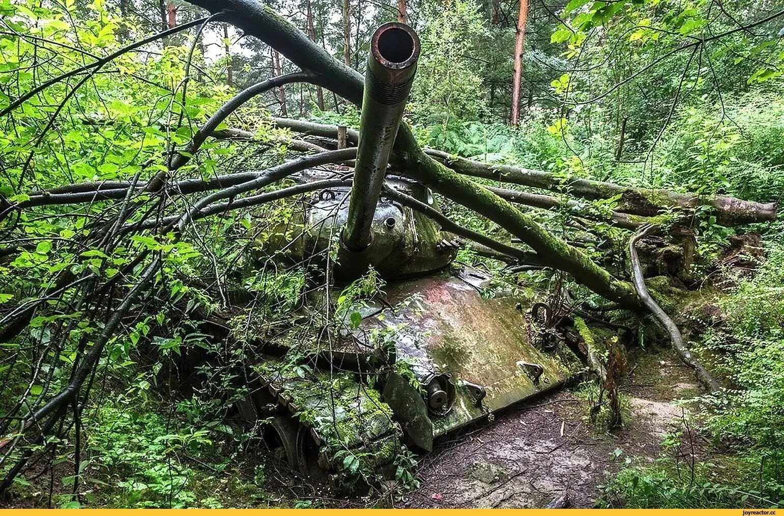 Танк в лесу. Заброшенные танки. Немецкий танк в лесу. Замаскированный танк в лесу. Купить танк леший