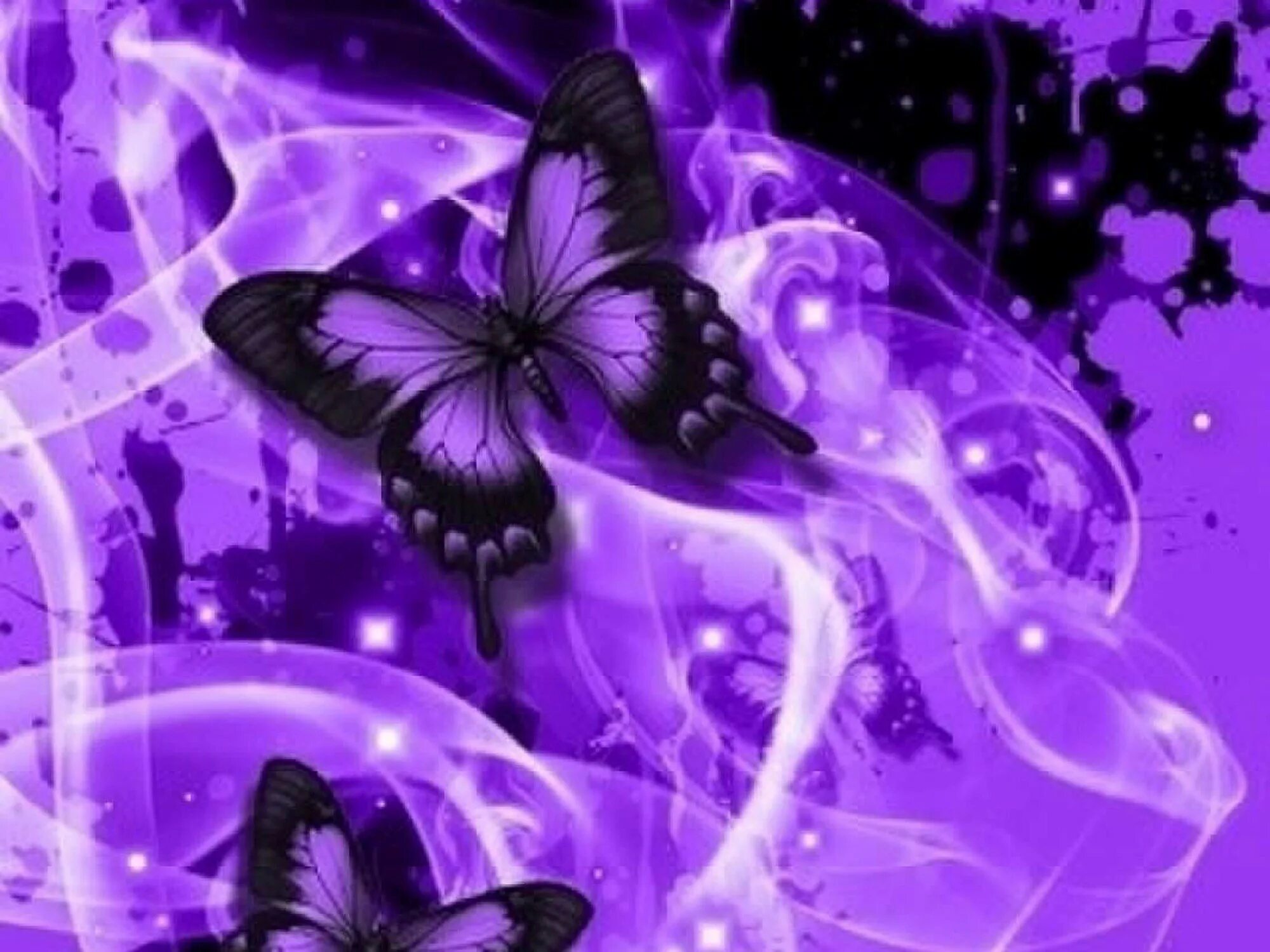 Фиолетовые бабочки картинки. Бабочка фиолетовая. Сиреневые бабочки. Фиолетовая бабочка на черном фоне. Красивые бабочки фиолетовые.