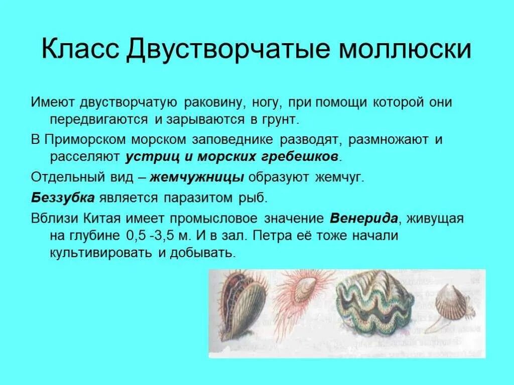 Тип моллюсков класс двустворчатые. Класс двустворчатые моллюски. двустворчатые моллюски презентация. двустворчатые моллюски 7 класс биология. двустворчатые моллюски презентация 7 класс.
