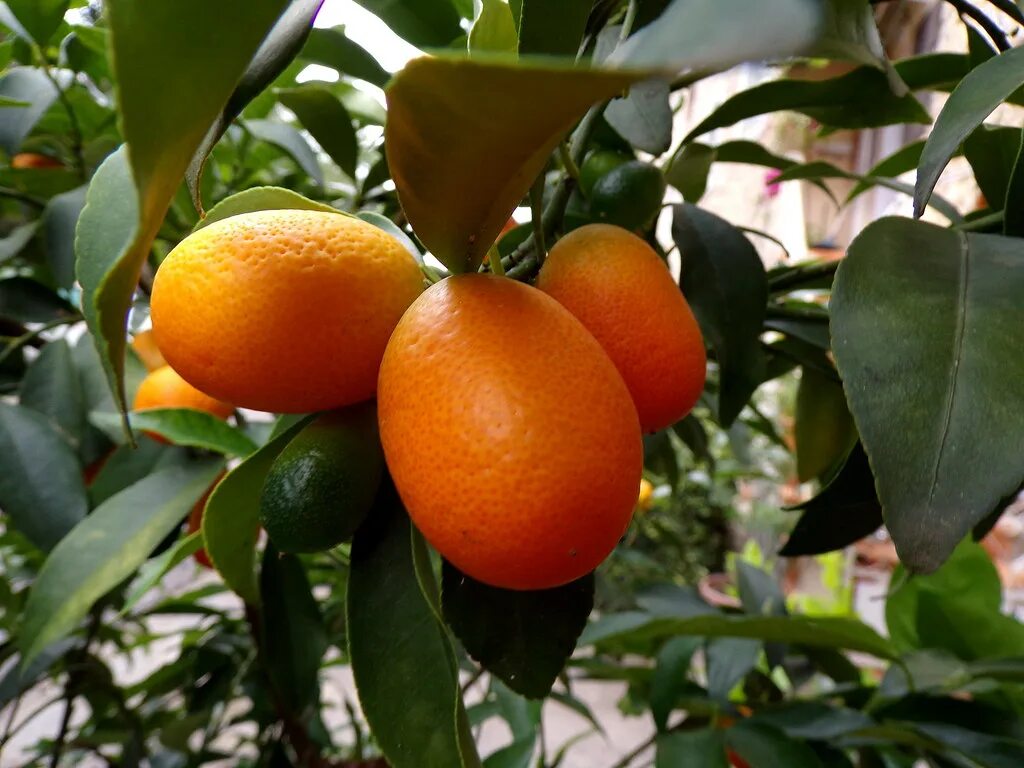 Лист кумквата