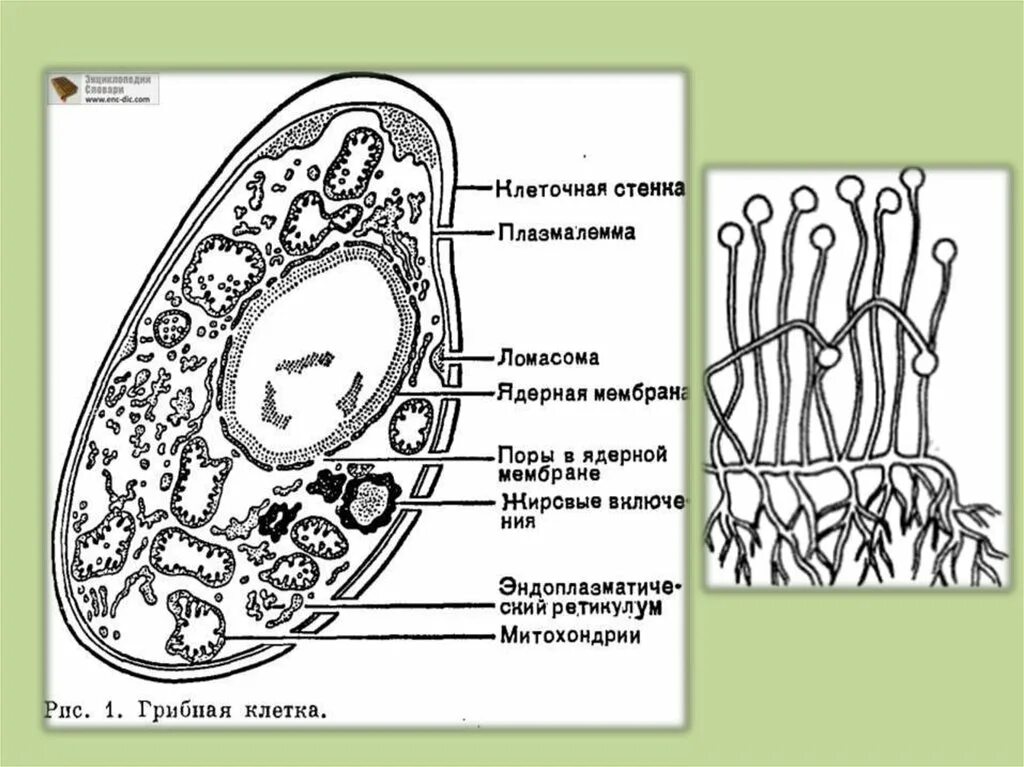 Верны ли суждения о строении грибной клетки. Строение клетки гриба. Строение грибной клетки. Структура клетки гриба. Схема строения клетки гриба.