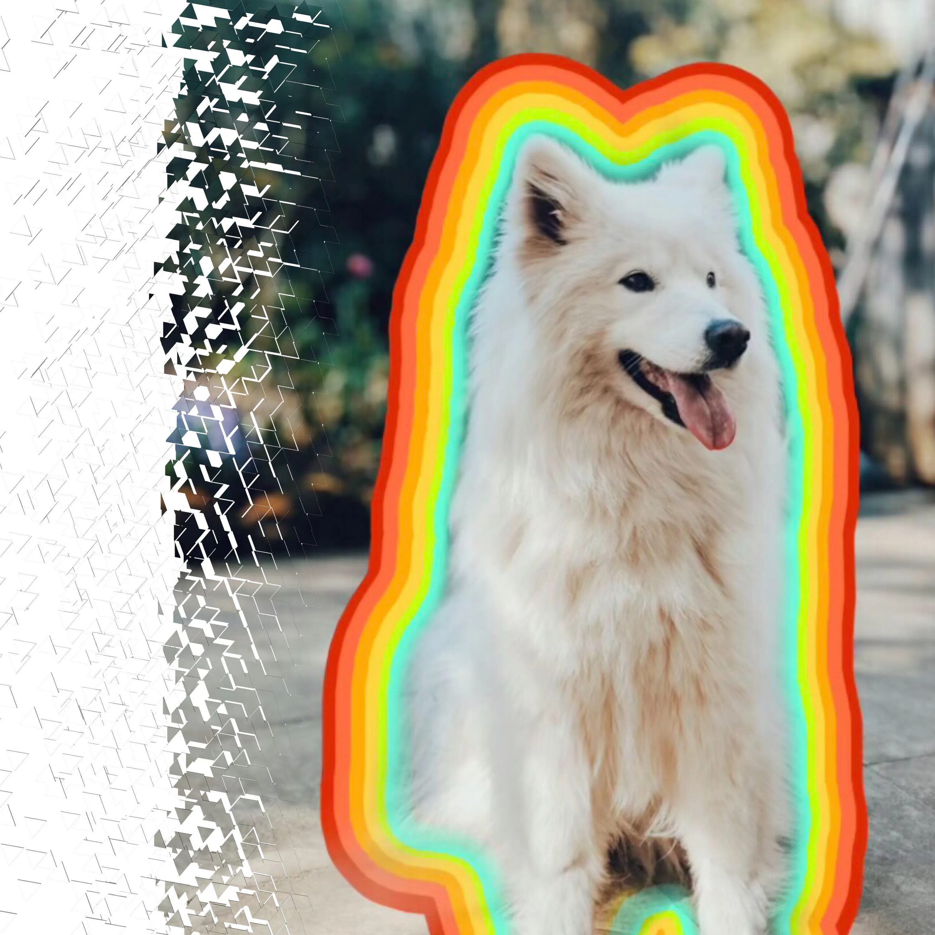 Радужная собака. Радужные звери. Собаки на фоне радуги. Собака самоед радужный. Радужный пес.