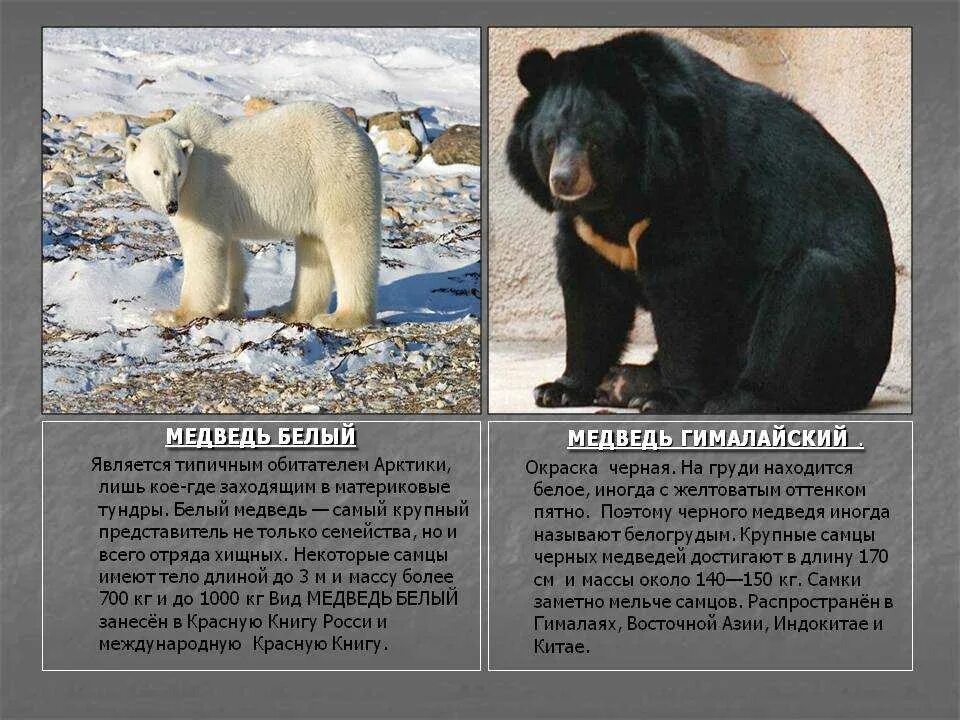 Какой медведь сильнее. Белый и бурый медведь сравнение. Виды медведей. Сравнение медведей. Отличия белого и бурого медведя.
