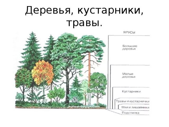 Каково строение кустарника. Каково строение кустарника
