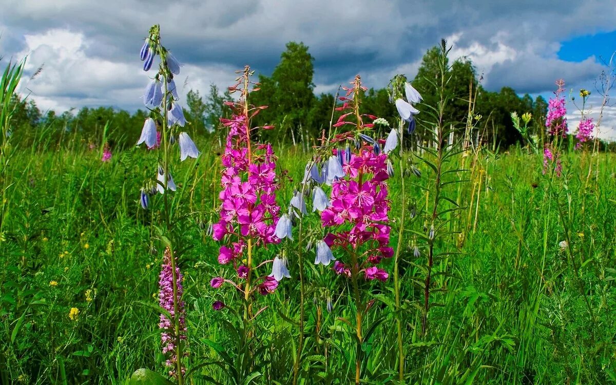 Flora of russia. Луговой высокорослые цветы. Кипрей полевой.