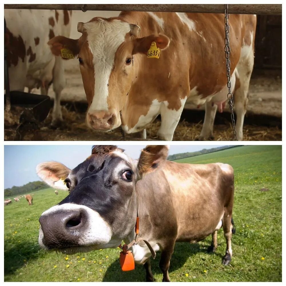 У коровы нет жвачки что делать. Яловость коров это. Яловая корова. Жвачка у коровы. Жевательная корова.