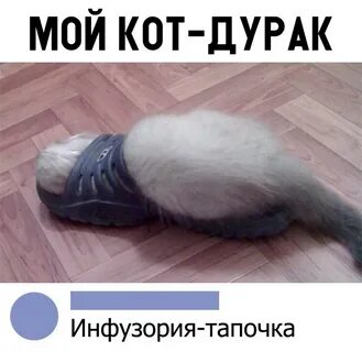 Коте дурак