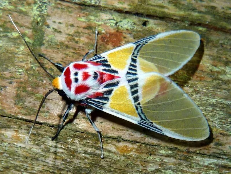 Разноцветные жуки и бабочки. Жук веероус. Цикада фонарница. Тропические цикады. Мотылек Idalus herois.