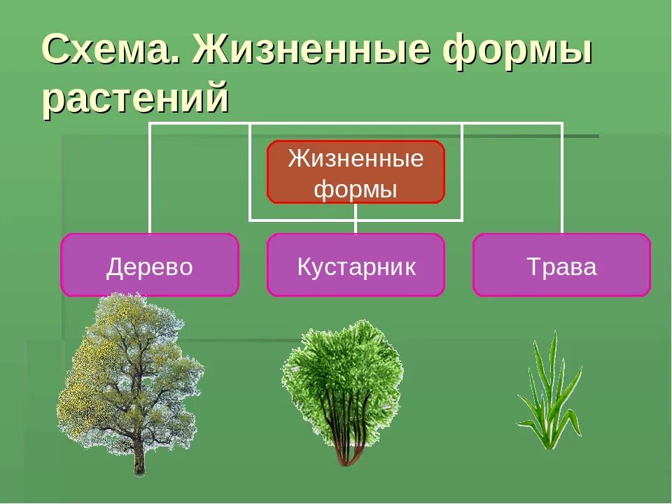 Определите жизненные формы растений. Жизненные формы покрытосеменных растений. Схема жизненные формы покрытосеменных растений. Основные жизненные формы покрытосеменных растений. Жизненный формы растенич.