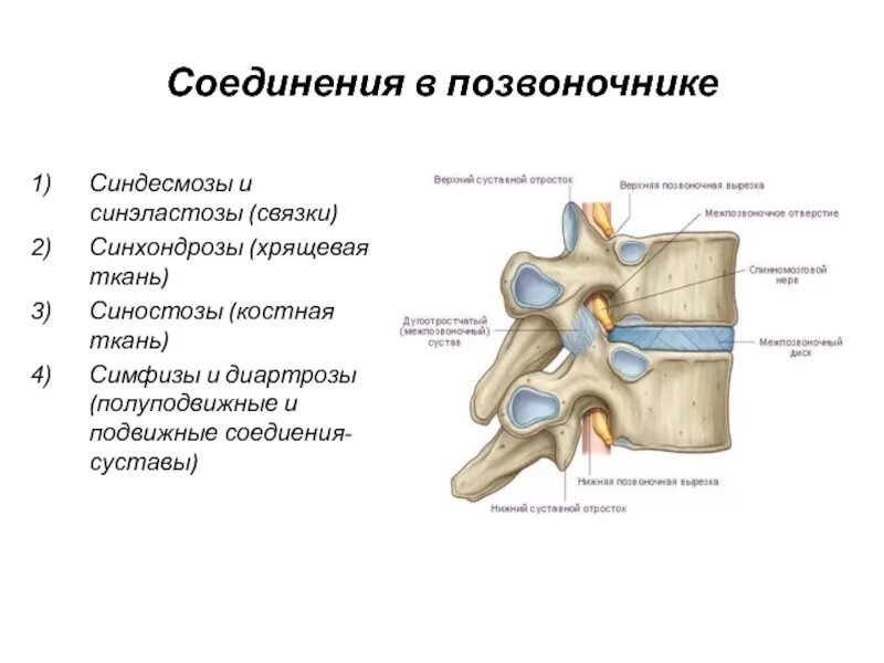 Тип соединения костей поясничного отдела. Строение межпозвонкового сустава. соединения позвонков вид сбоку. межпозвонковый сустав строение. кости позвоночника. тип соединения.