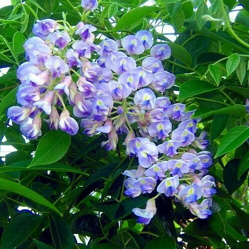Семена декоративных деревьев и кустарников : Wisteria macrostachya Blue Moon.Гли