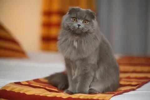 Үйде әйеліммен бірге нағыз сину