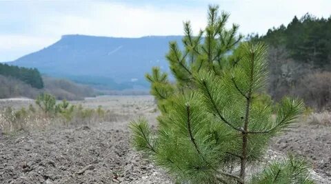 Посадка сосны крымской
