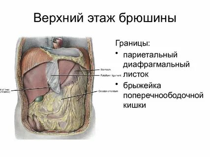 Верхний этаж брюшины