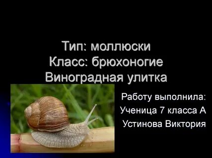 Брюхоногие моллюски типы