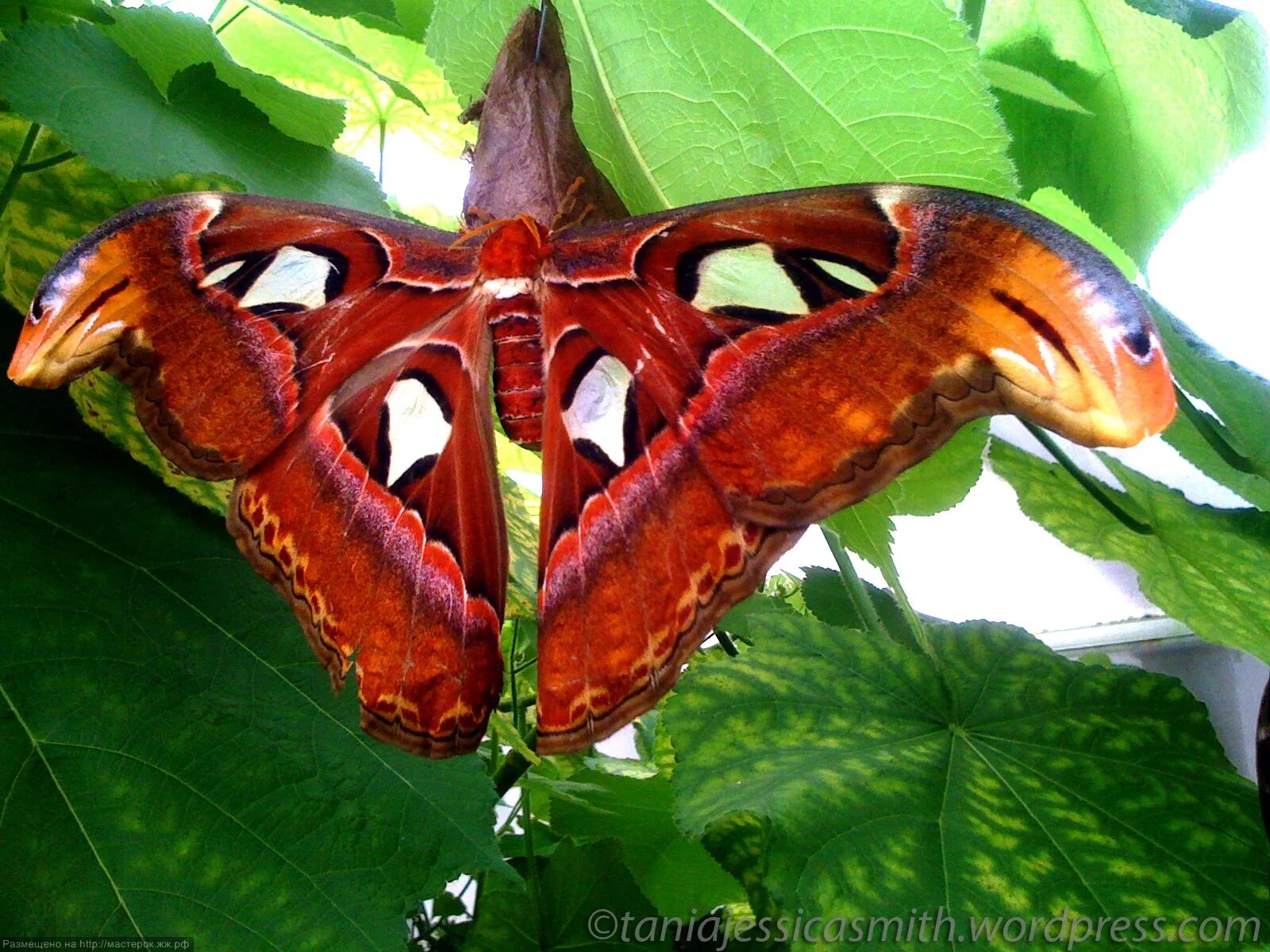 Крупные бабочки фото. Павлиноглазка атлас. Аттакус атлас бабочка. Бабочка Павлиноглазка атлас.