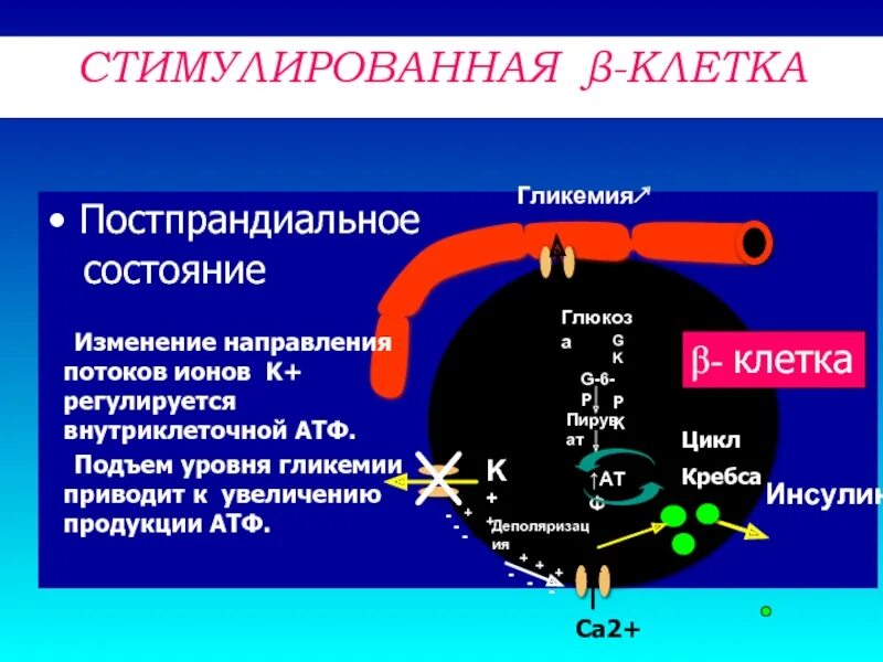 Трансляция атф. Аноксическая деполяризация это. Постпрандиальная гликемия. Постпрандиальный гликемический контроль. Деполяризация клетки.