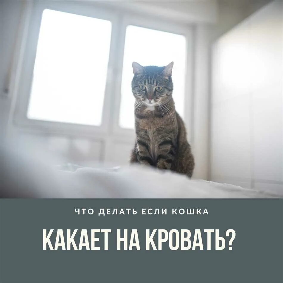 Почему кот начинает гадить на кровать