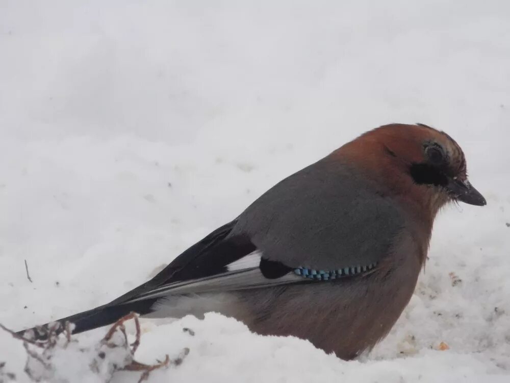 Птицы зимующие в башкирии. Птицы башкирии названия. Зимние птицы урала. Зимующие птицы башкирии. Зимующие птицы башкортостана.