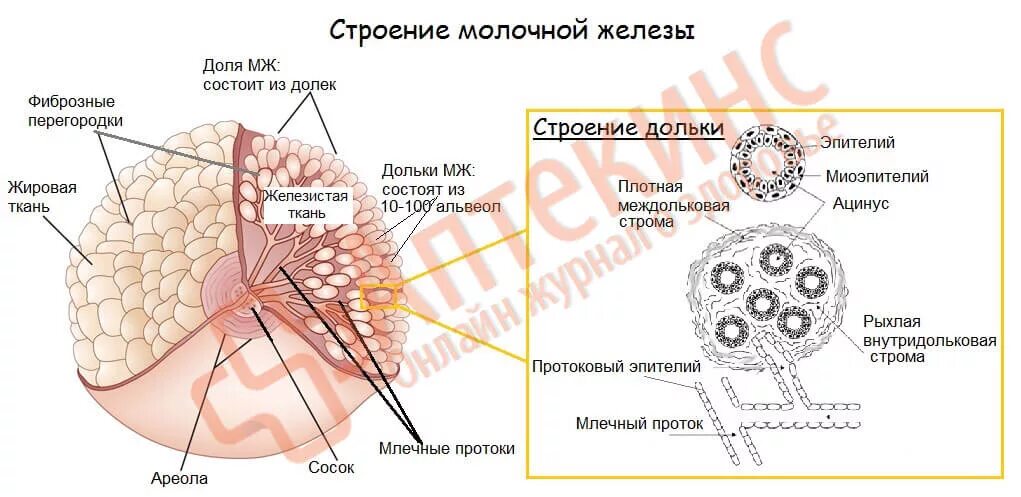 Доле груди. Строение молочной железы гистология. Строение и функции молочной железы. Строение молочной железы ацинус. Дольки молочной железы анатомия.