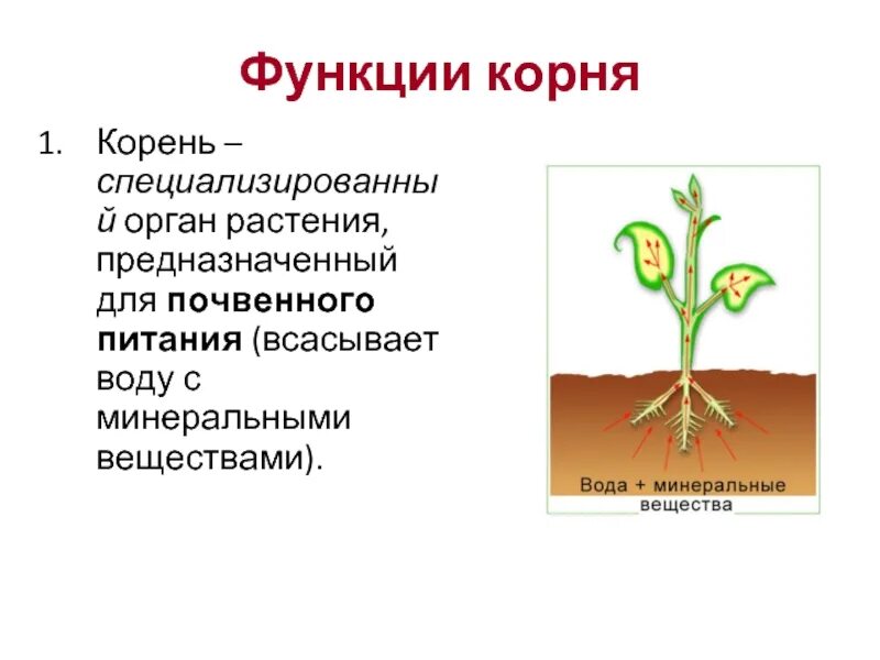 Утверждения о минеральном питании растений. Функции корня. функции корня растений. корень орган почвенного питания. главные функции корня.