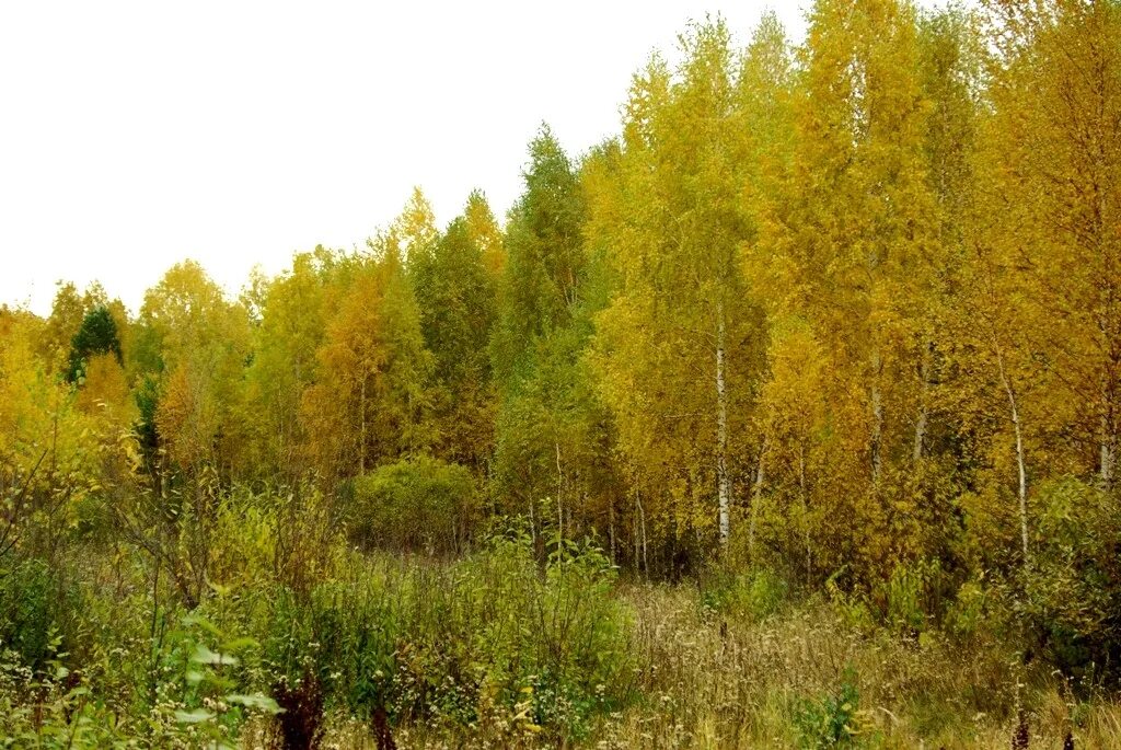 В челябинском лесу