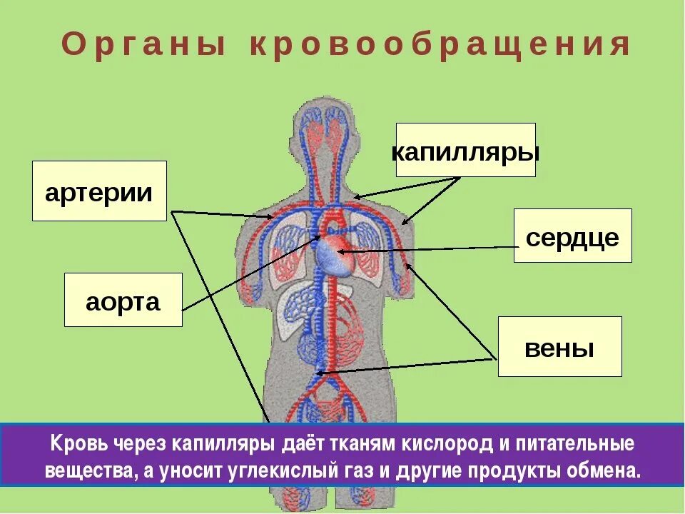 Органы кровообращения. Система органов кровообращения. Кровеносная система человека. Система органов кровеносная система.