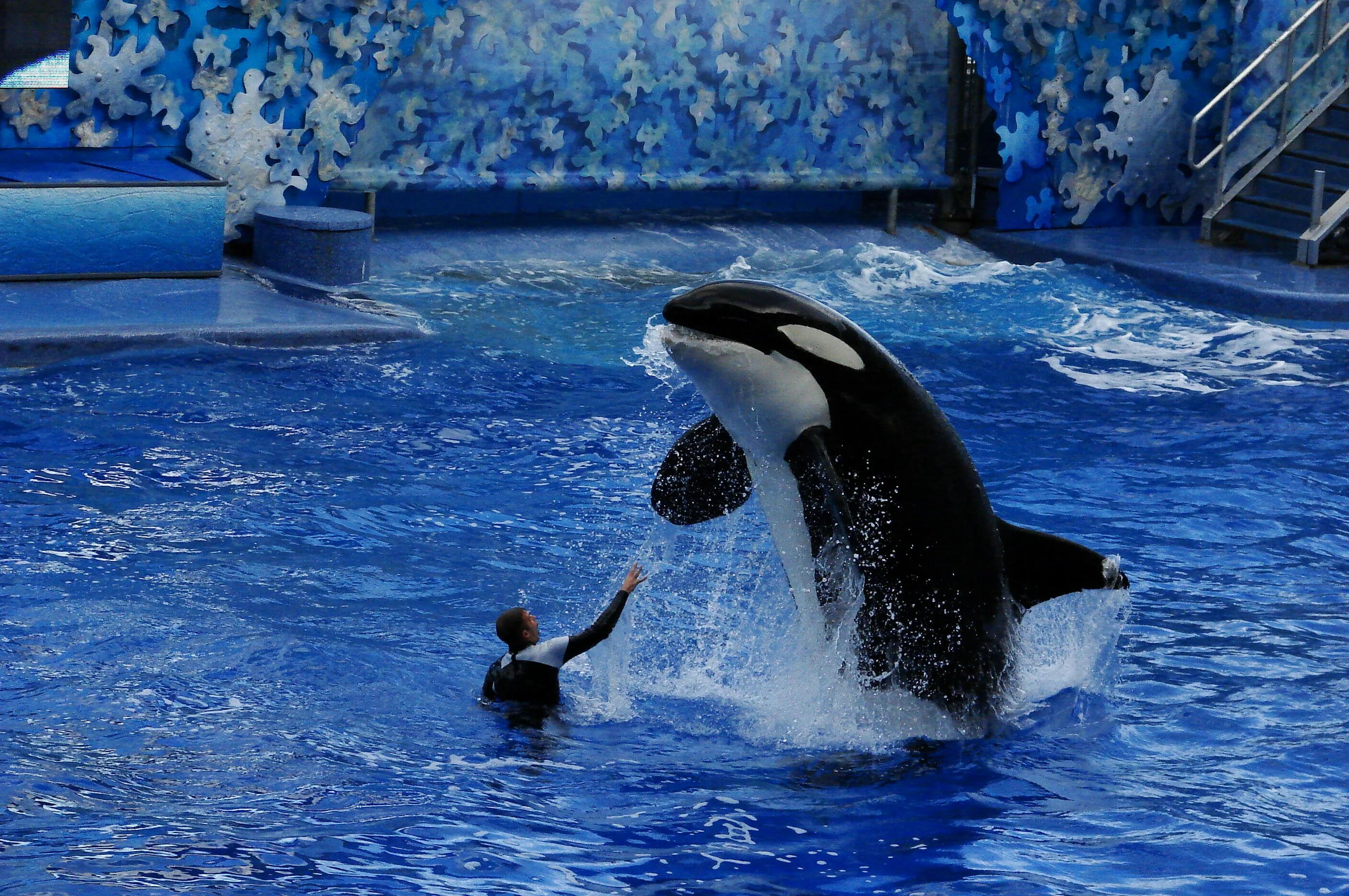 Дельфины живут лет. SEAWORLD дельфинарий. SEAWORLD касатки. SEAWORLD Orlando. Московский дельфинариум в Москве.