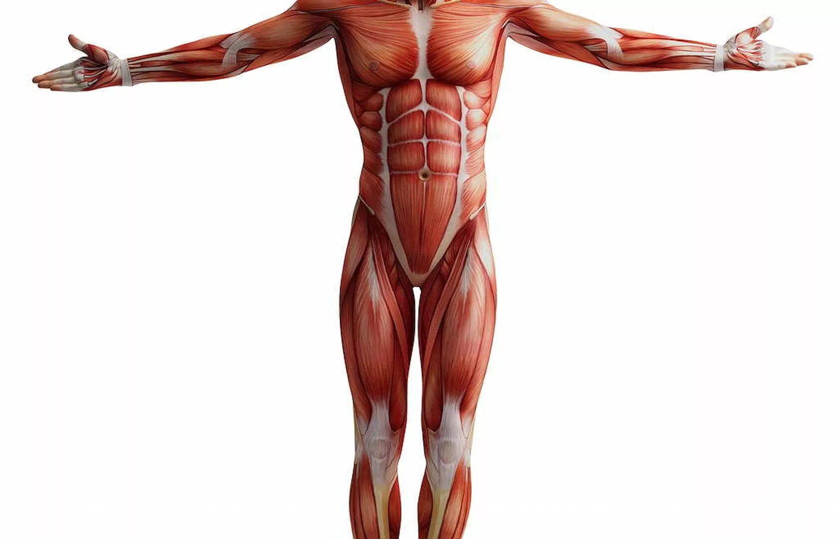 Туловище человека. Тело человека. Мышцы человека в полный рост. Мышцы без фона. Тело человека без мышц.