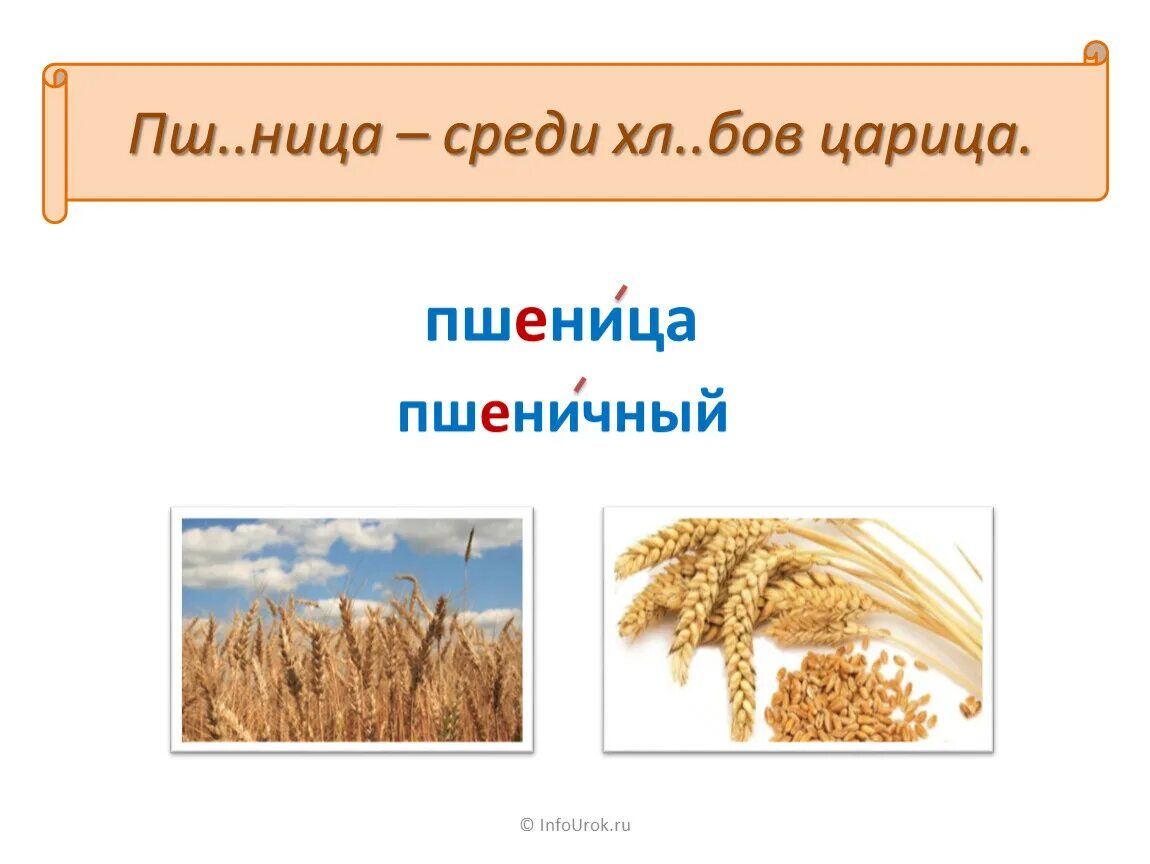 Пшеница букв и звуков. Пшеница словарное слово. Словарное слово пшеница 3 класс. Загадка про пшеницу. Пшеница Словарная работа.