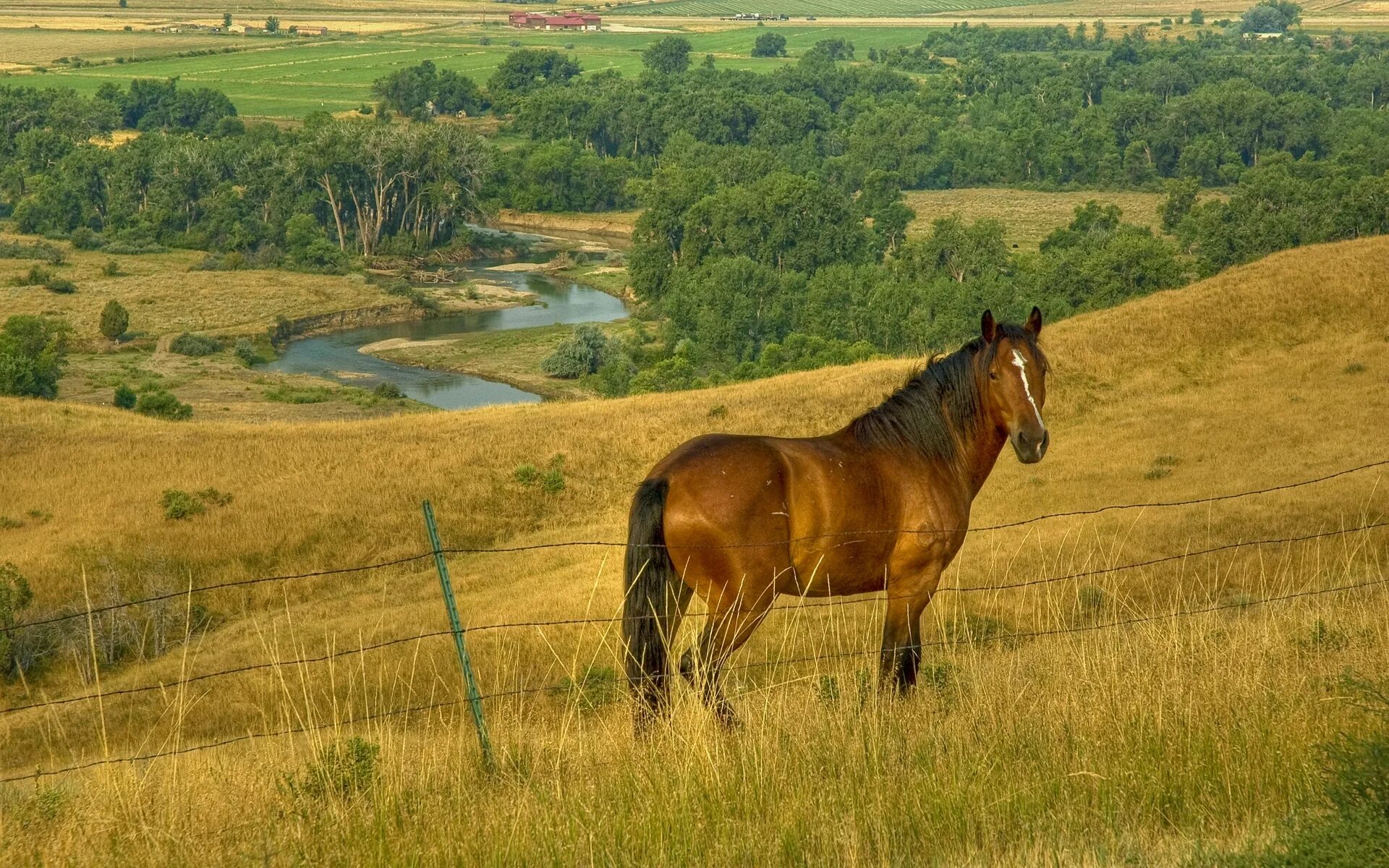 Село лошадка