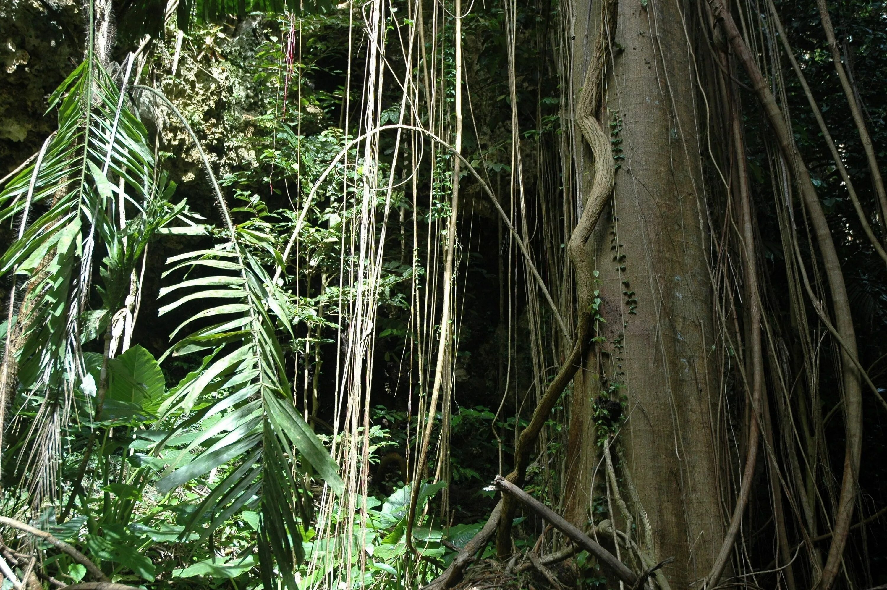 Южная Америка Сельва лианы. Свисающие лианы джунгли.