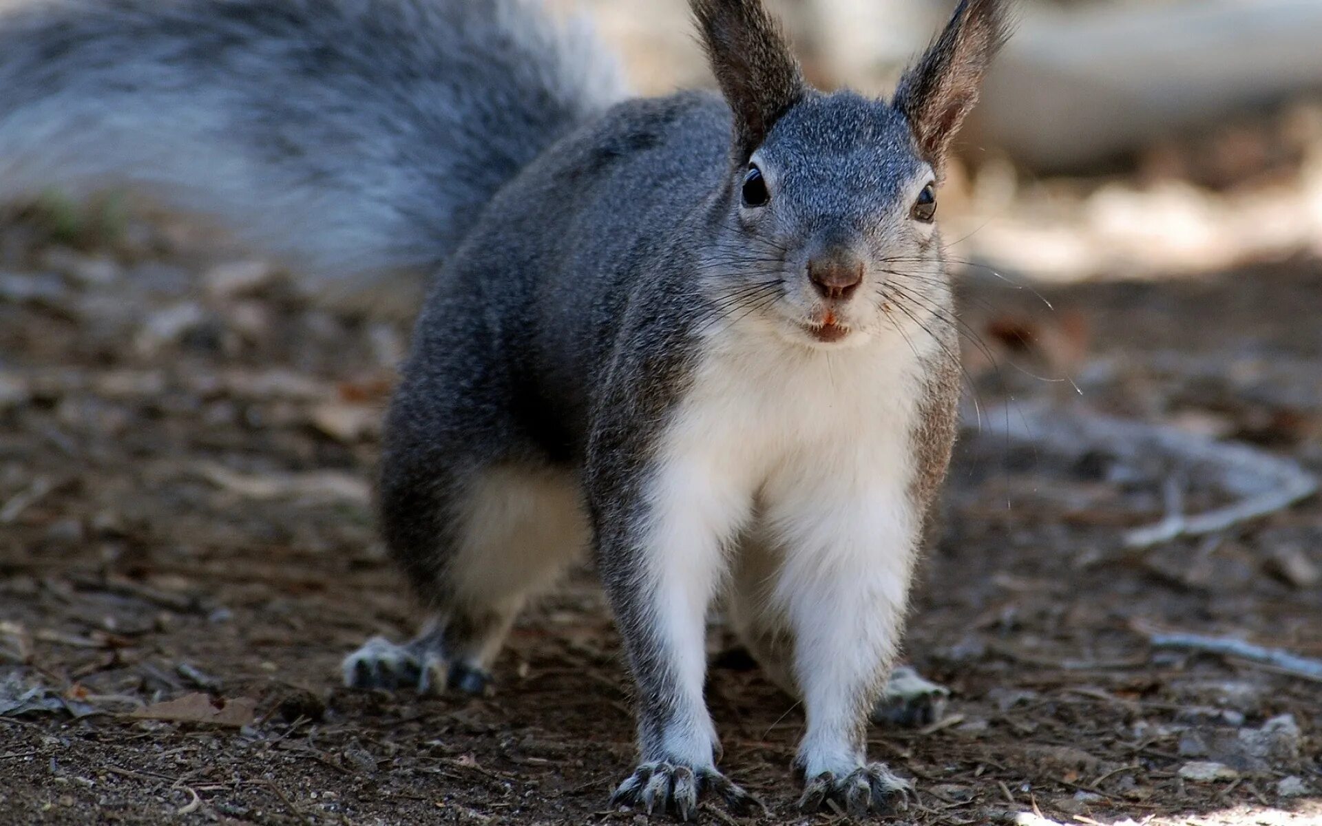 Sciurus aberti kaibabensis. Серый зверек. Песец лисицы. Медновский песец. Серый зверек.