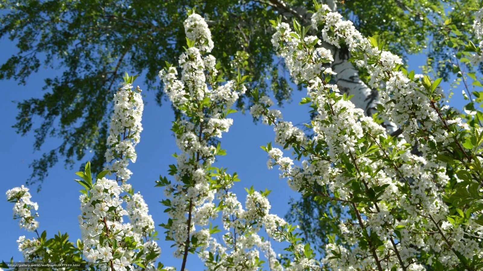 Закачать май. Весной цветут деревья черемуха. Цветущая черемуха. Черемуха и береза. Черемуха Березовая роща.