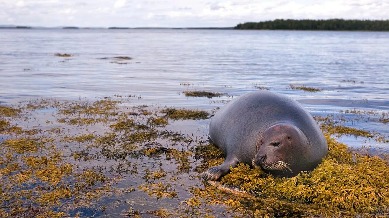 Тюлень в тундре. Кольчатая Нерпа белое море. Нерпа Карское море. Тюлень Нерпа в белом море. Кольчатая Нерпа.