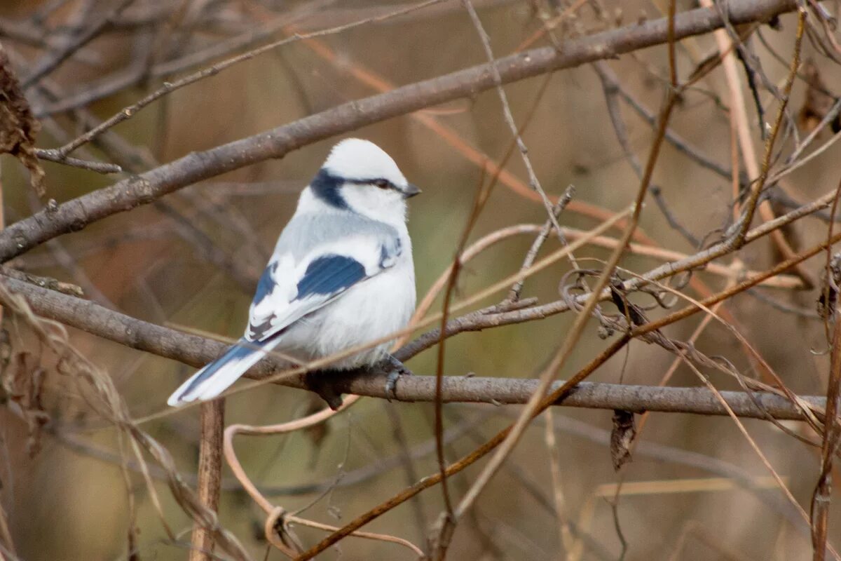 Azure Tit (Parus cyanus). Birds of Siberia.
