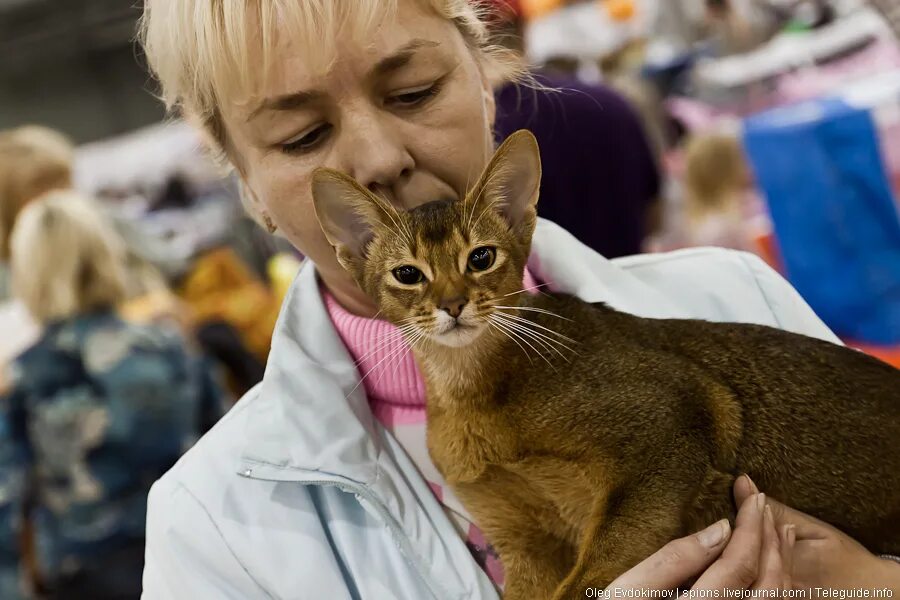 Выставка кошек. Баст выставка кошек. Выставка собак кошек в Москве. Кошачий фестиваль в Москве. Крокус экспо выставка кошек