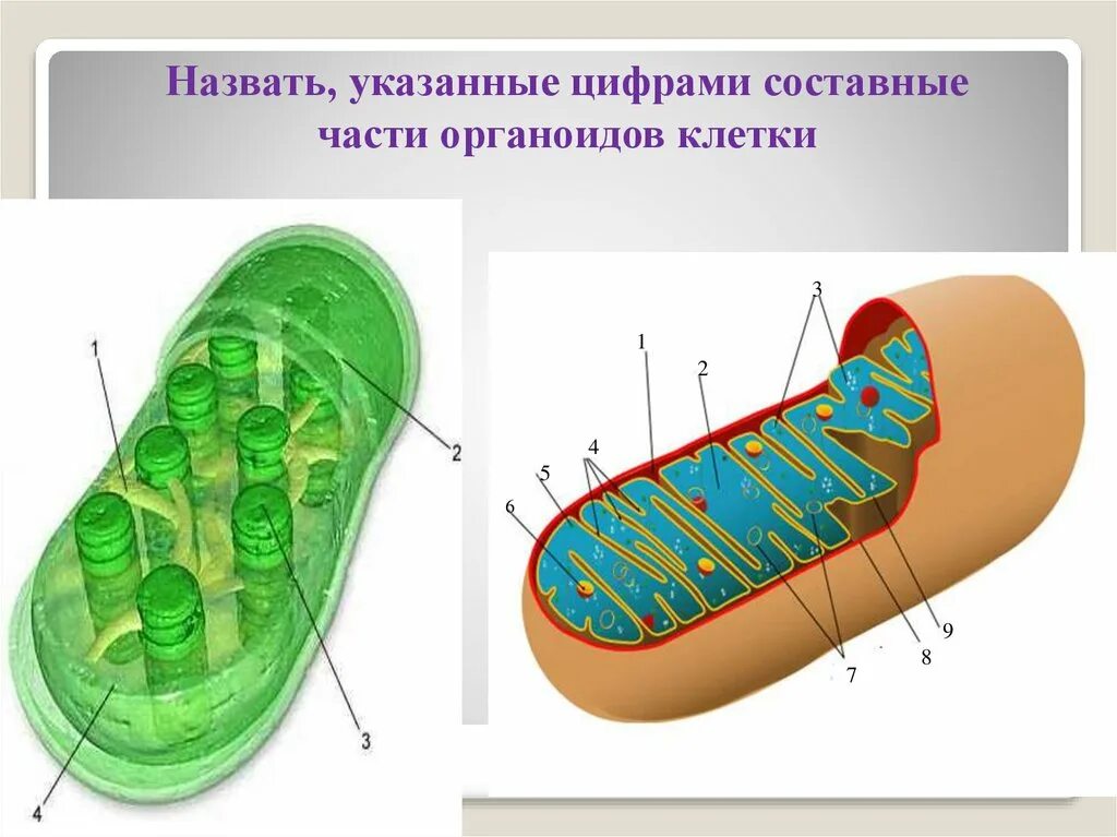 Признаки митохондрий и хлоропластов. Двухмембранные митохондрии. Пластиды двухмембранный органоид. Что такое двумембранные и полуавтономные органоиды. Схема строение хлоропласта и митохондрии.